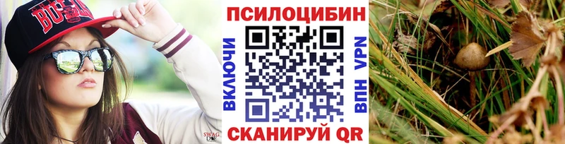 купить наркотики сайты  Волхов  блэк спрут онион  Псилоцибиновые грибы Psilocybine cubensis 